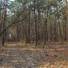 Щепкинский лес