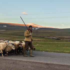 Пастух и разноцветные овцы